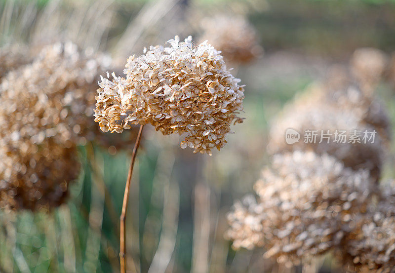 绣球花的干花头特写' Limelight '